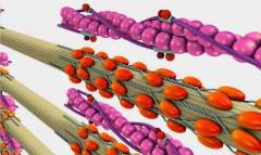 T800?軍事機器人不靠噪音大的馬達而靠肌肉運動!